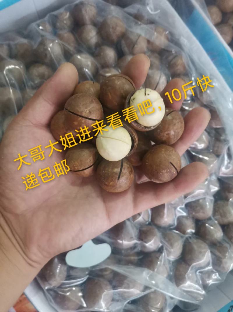 2023年厂家直销新货夏威夷果皮薄肉厚厂家直销，