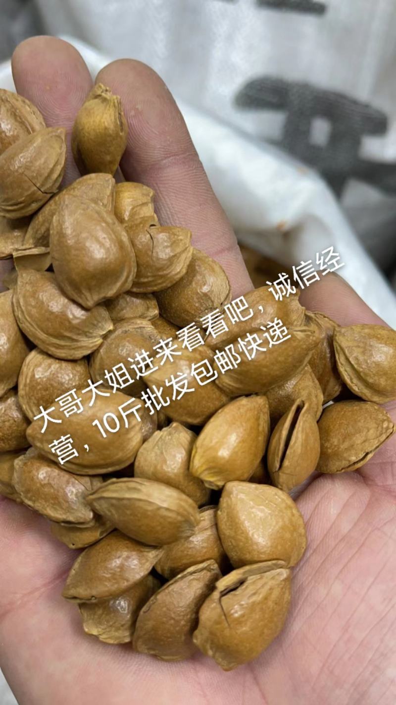 2023年纸皮小龙杏核开口，质量好，包邮