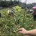 40公分桂花苗桂花苗产地金桂苗桂花小苗产地直销