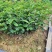40公分桂花苗桂花苗产地金桂苗桂花小苗产地直销