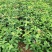 40公分桂花苗桂花苗产地金桂苗桂花小苗产地直销