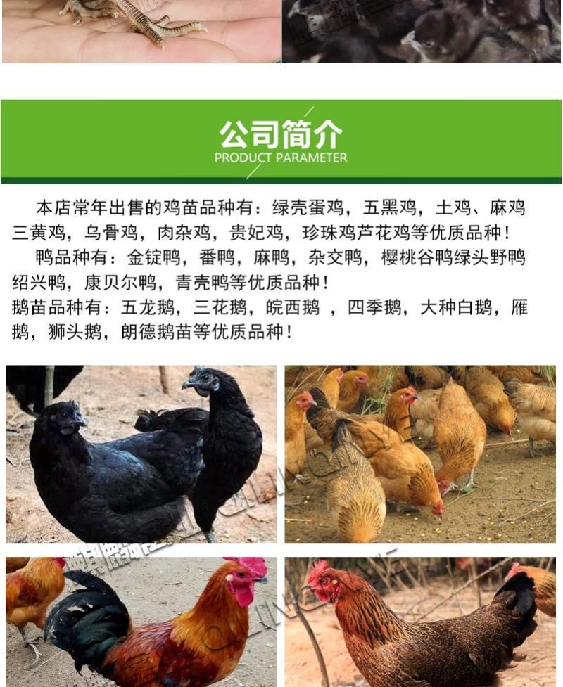 黑肉土鸡苗包防疫包运输包成活货到满意后再付款诚信第一