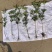 40公分桂花苗桂花苗产地金桂苗桂花小苗产地直销