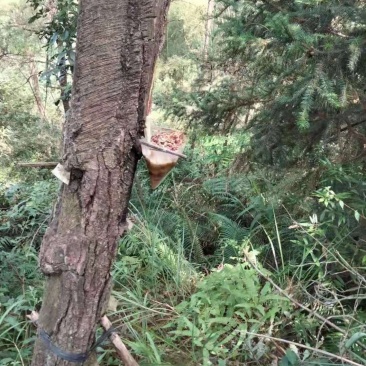 广西深山松脂，一手货源，