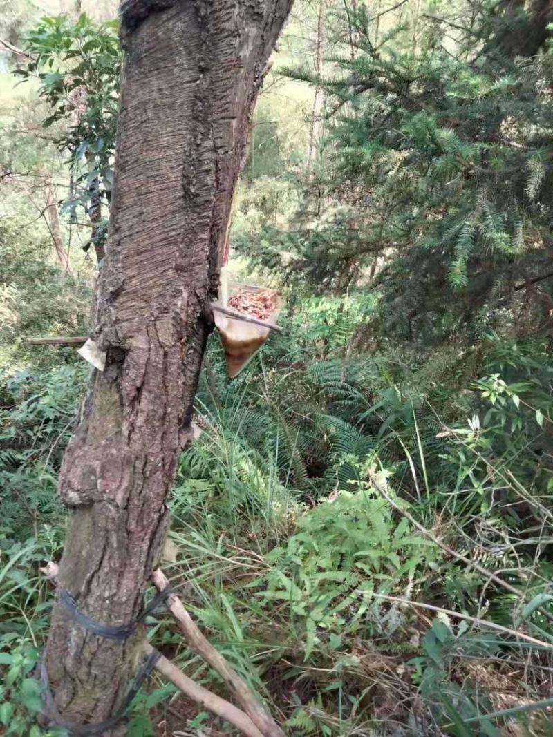 广西深山松脂，一手货源，