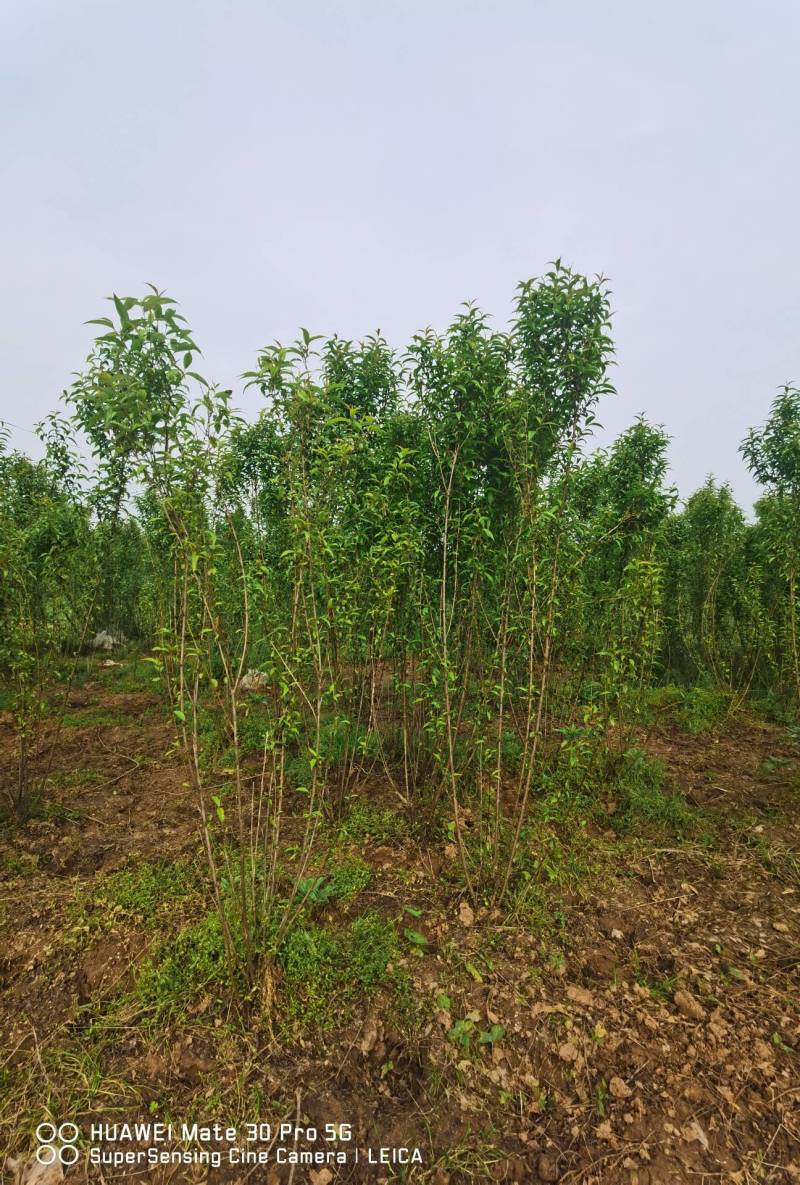 榆叶梅工程绿篱色块苗丛生榆叶梅美人梅红梅