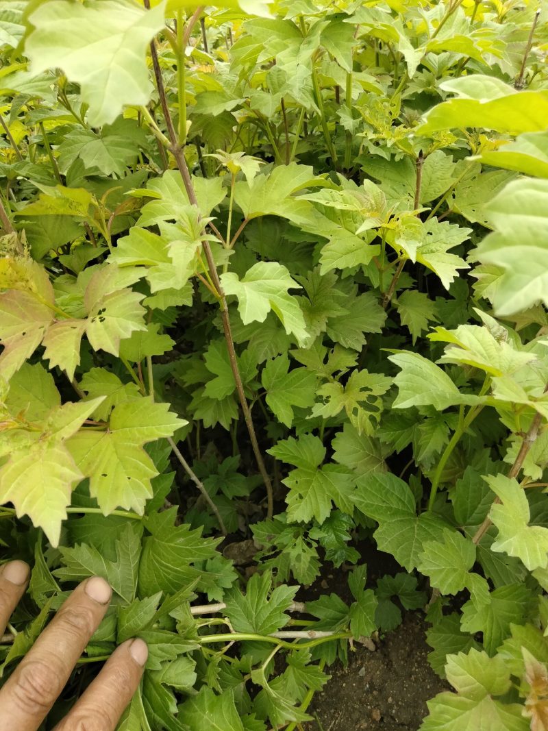 天目琼花(佛头花、鸡树条夹迷)小苗，工程苗基地。