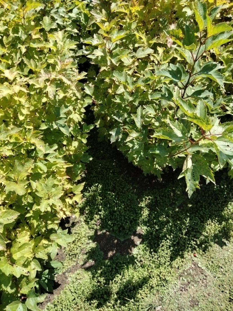天目琼花(佛头花、鸡树条夹迷)小苗，工程苗基地。
