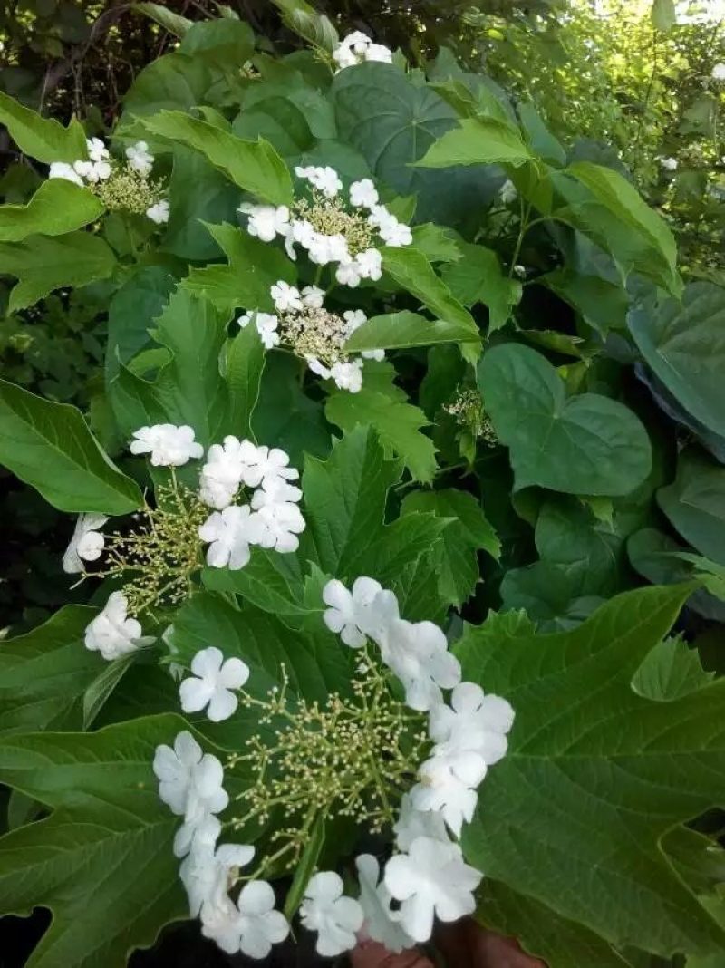 天目琼花(佛头花、鸡树条夹迷)小苗，工程苗基地。