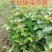 天目琼花(佛头花、鸡树条夹迷)小苗，工程苗基地。