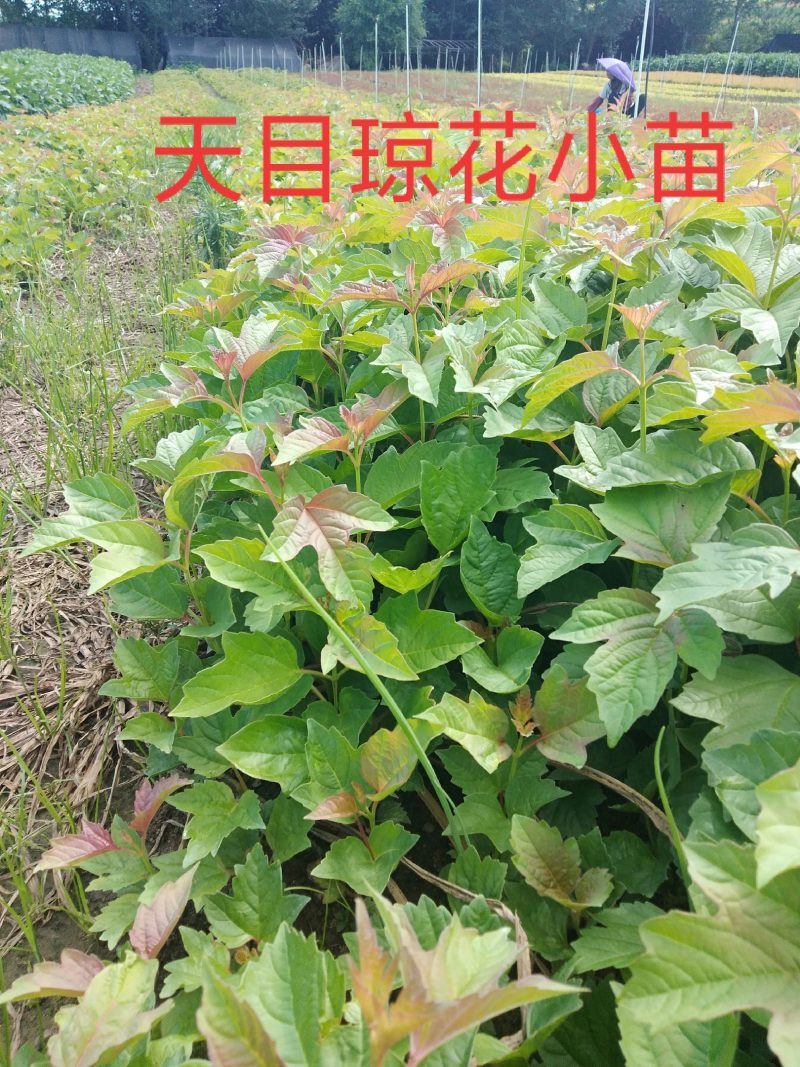 天目琼花(佛头花、鸡树条夹迷)小苗，工程苗基地。
