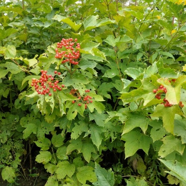 天目琼花(佛头花、鸡树条夹迷)小苗，工程苗基地。