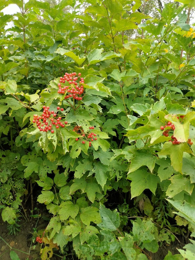 天目琼花(佛头花、鸡树条夹迷)小苗，工程苗基地。