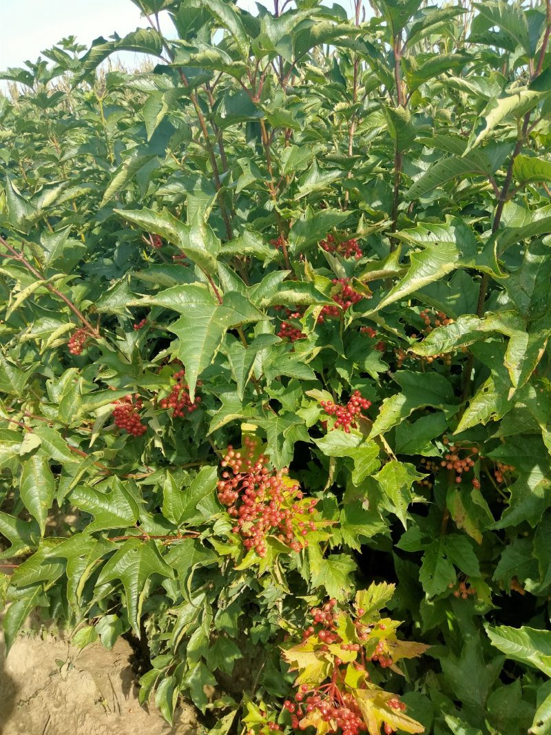 天目琼花(佛头花、鸡树条夹迷)小苗，工程苗基地。