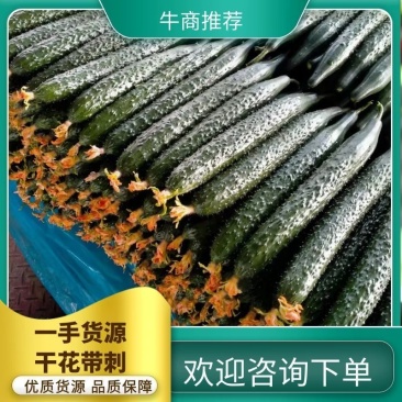 山东临沂兰陵县黄瓜，密刺黄瓜，油亮黄瓜，量大从优。