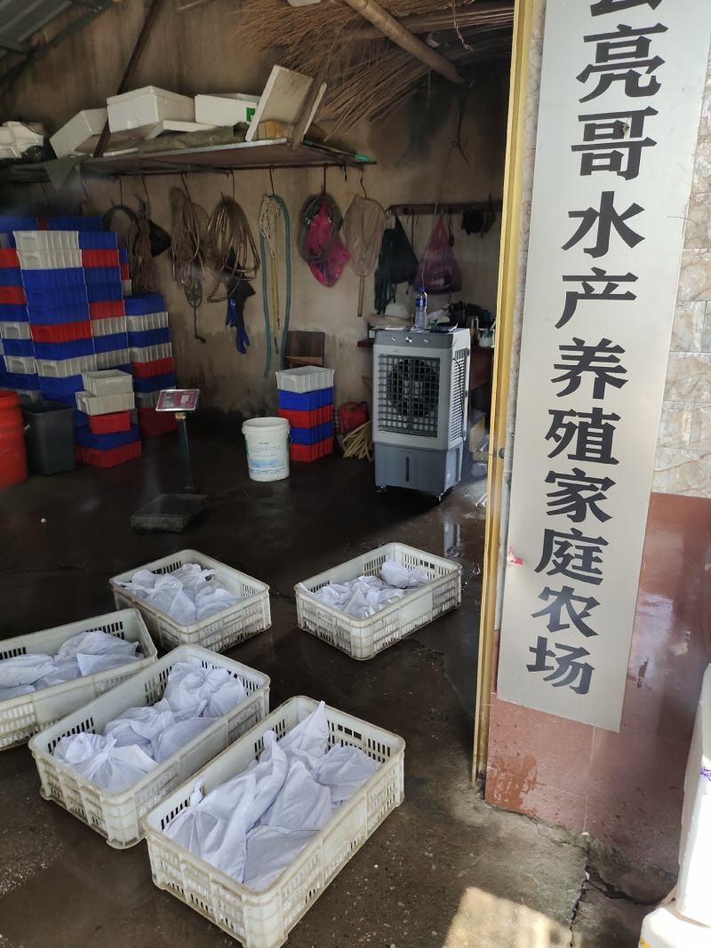 我们是正宗外塘养殖三年以上甲鱼自己养殖场没有中间商