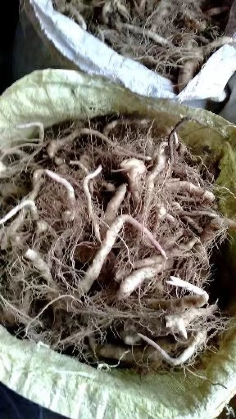 黄精，道家辟谷专用秦岭原始大黄精，生长年限长，