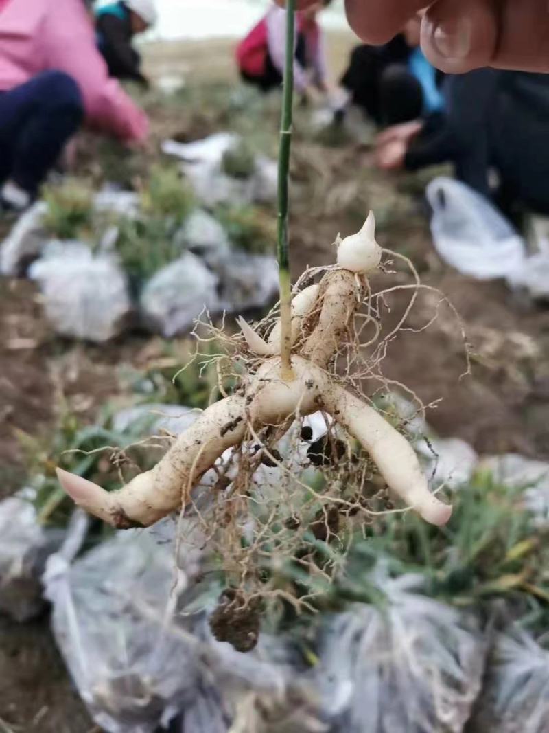 黄精，道家辟谷专用秦岭原始大黄精，生长年限长，
