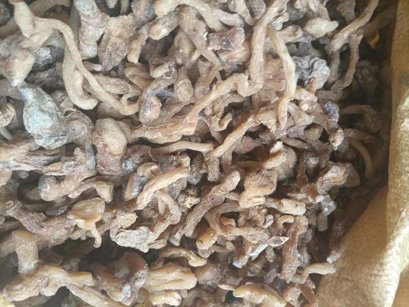 黄精，道家辟谷专用秦岭原始大黄精，生长年限长，