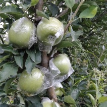 王林苹果口感脆甜，糖分**，即将上市