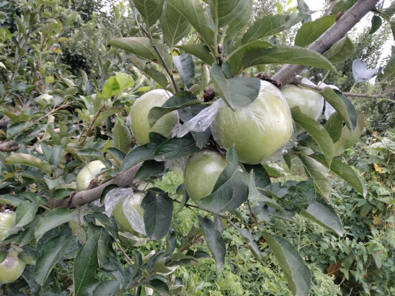 王林苹果口感脆甜，糖分**，即将上市