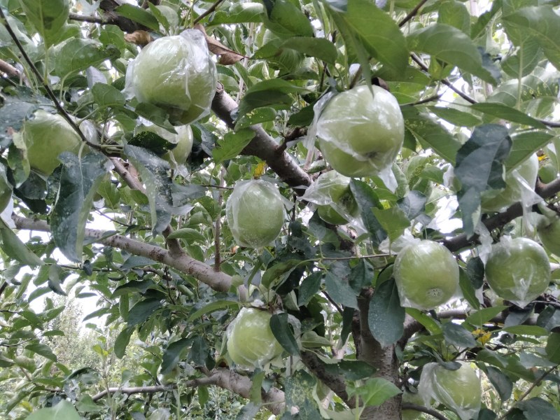 王林苹果口感脆甜，糖分**，即将上市