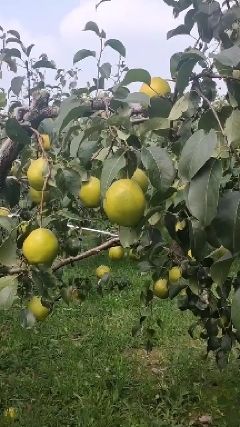 自家千亩果园雪花梨果园直供大量有货品质好