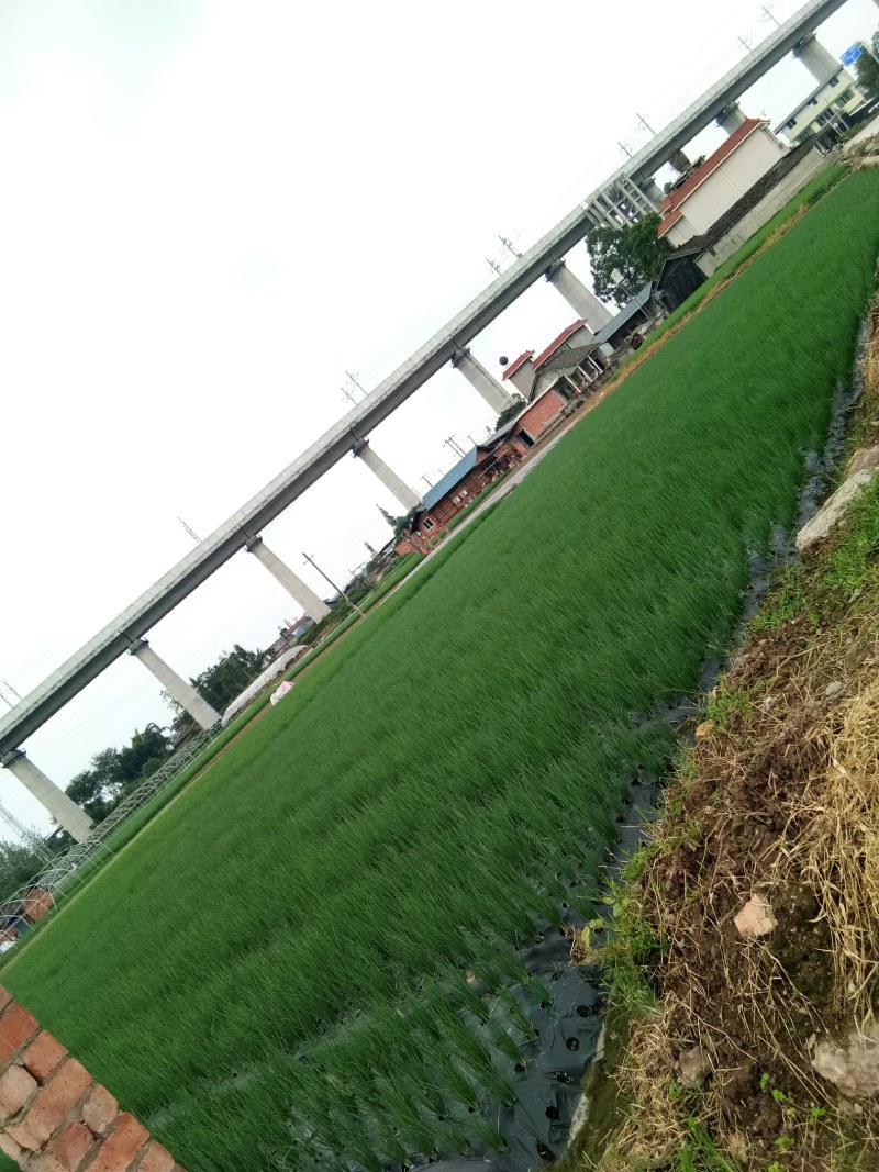 小葱（新鲜笔杆葱现货供应）