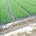 小葱（新鲜笔杆葱现货供应）