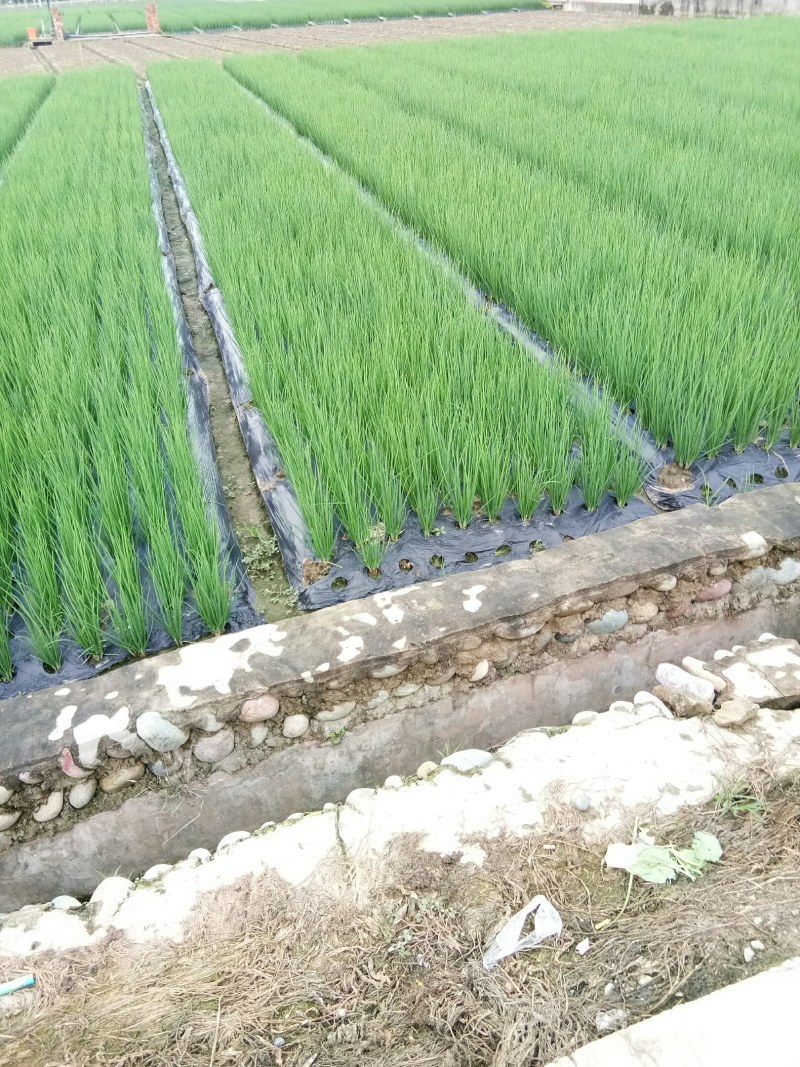 小葱（新鲜笔杆葱现货供应）