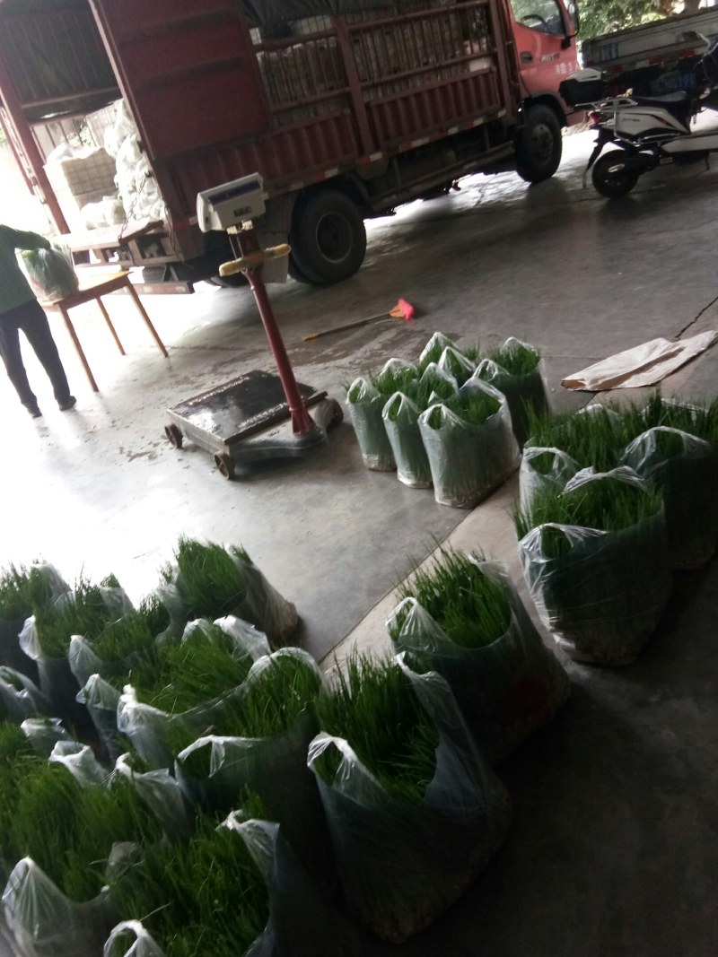 小葱（新鲜笔杆葱现货供应）