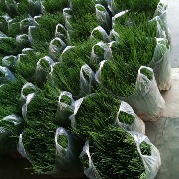 小葱（新鲜笔杆葱现货供应）