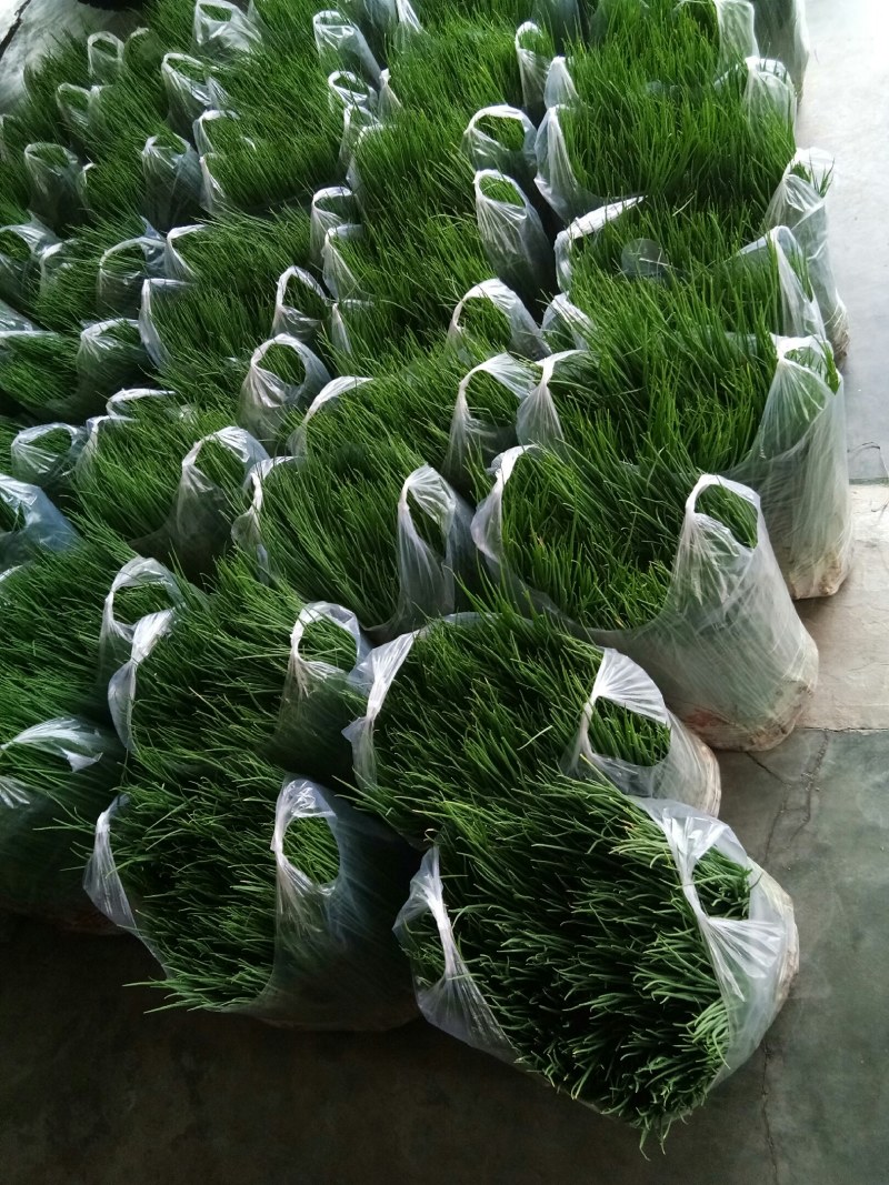小葱（新鲜笔杆葱现货供应）