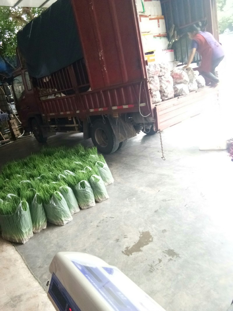 小葱（新鲜笔杆葱现货供应）