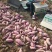 【产地直销】西瓜红红薯地瓜品种齐全批发可全国发货可视频看
