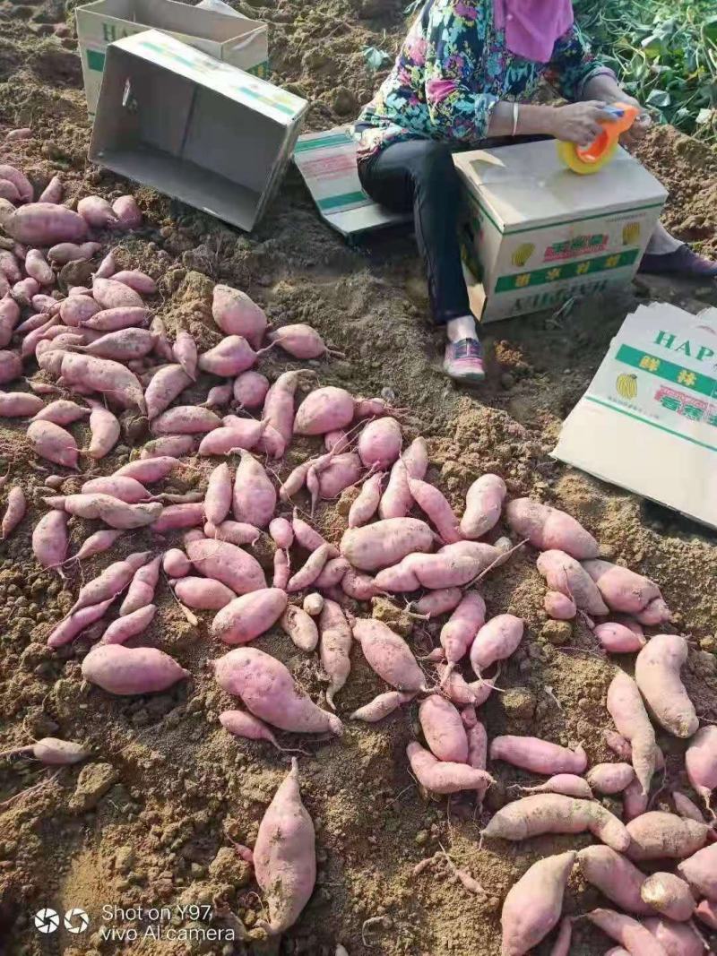 【产地直销】西瓜红红薯地瓜品种齐全批发可全国发货可视频看