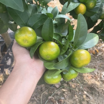 湖南金秋沙糖桔，口感好，皮色好，欢迎广大客商，电商