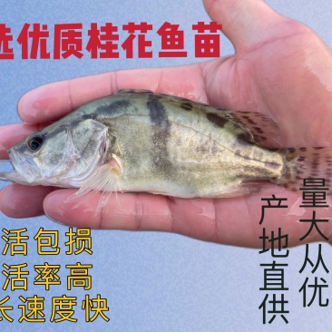 鳜鱼苗桂花鱼苗，全程售后服务技术跟踪指导