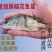鳜鱼苗桂花鱼苗，全程售后服务技术跟踪指导