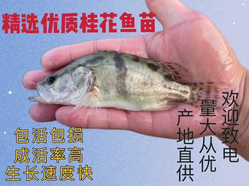 鳜鱼苗桂花鱼苗，全程售后服务技术跟踪指导