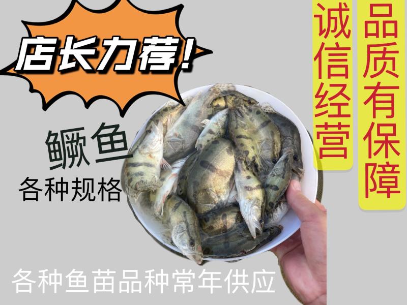 鳜鱼苗桂花鱼苗，全程售后服务技术跟踪指导