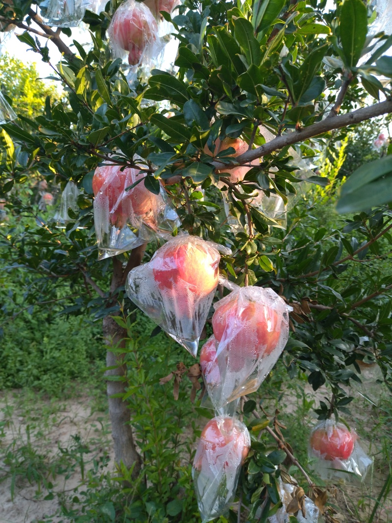 礼泉县石榴个头均匀保质保量价格实惠好吃不贵欢迎致电