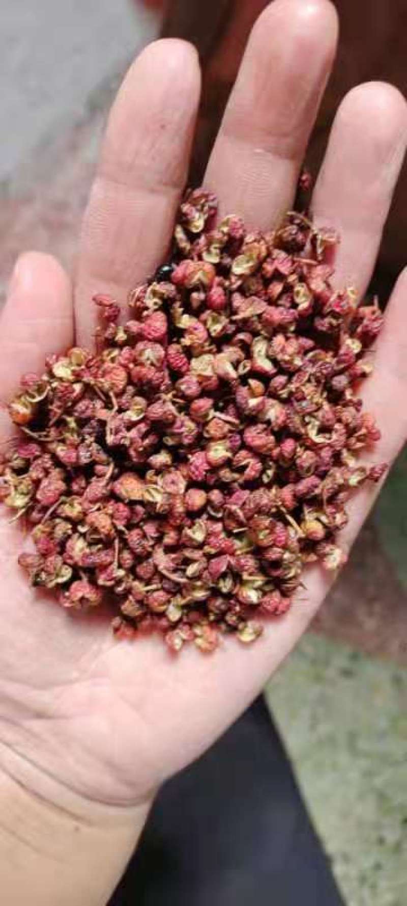 【精品】新货山东大红袍花椒麻味香味足产地直发可视频看货