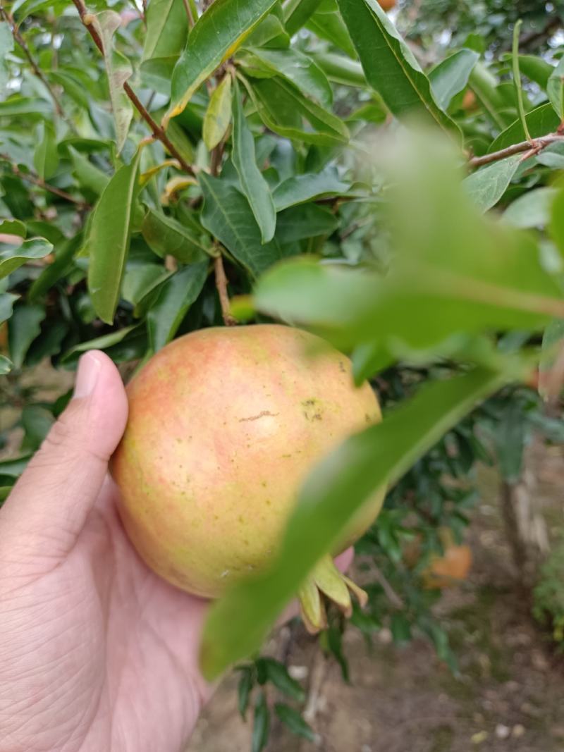 石榴