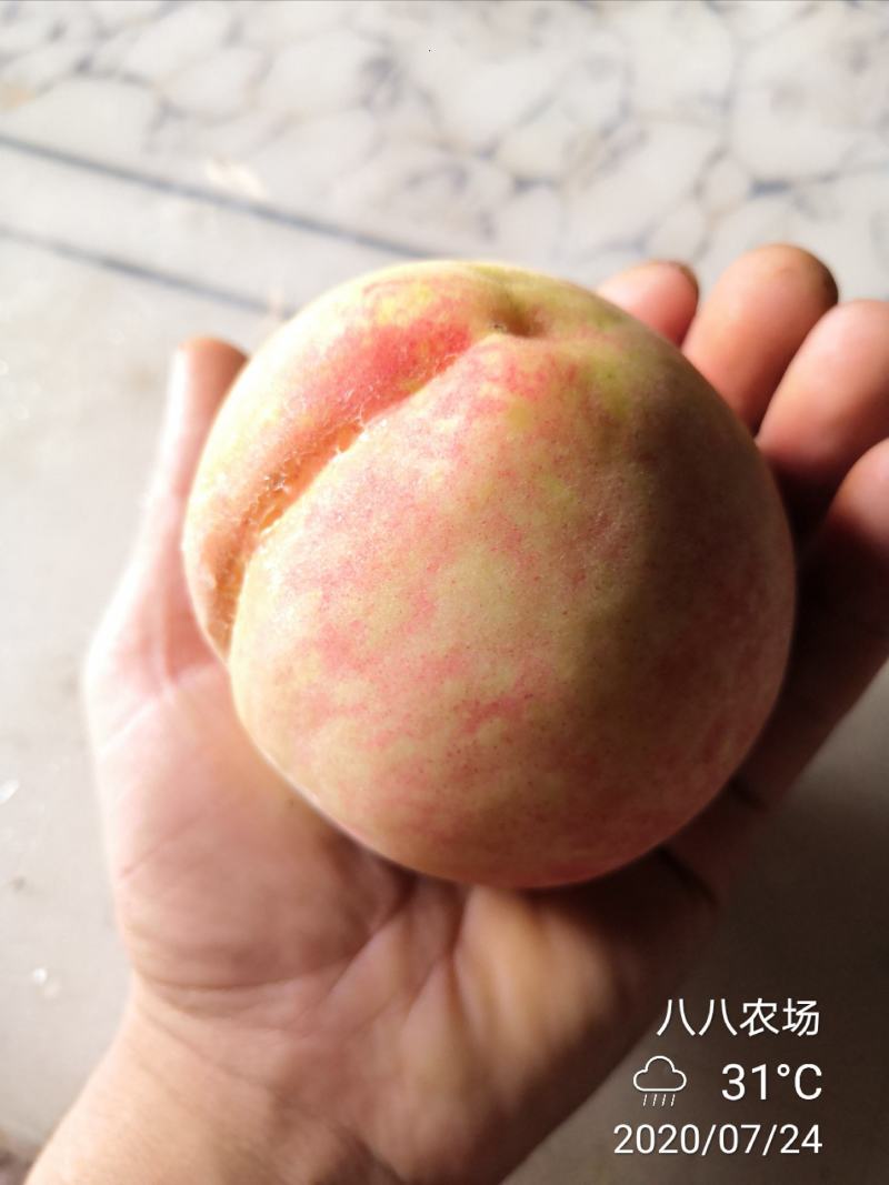中华水蜜桃树白凤桃晚熟脆桃苗晚白桃产地直供量大优惠