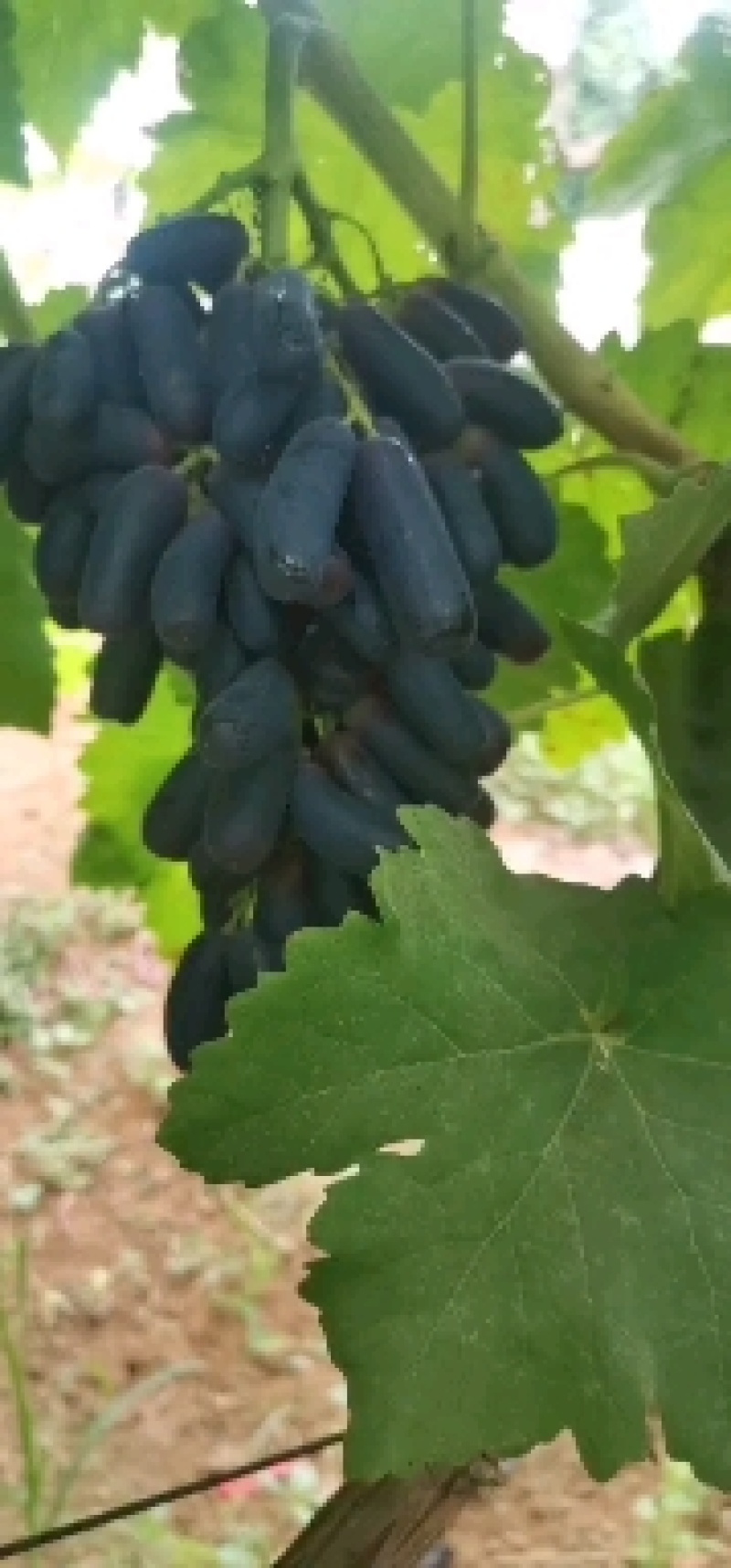 甜蜜蓝宝石葡萄苗盆栽地栽当年结果可签合同包技术指导