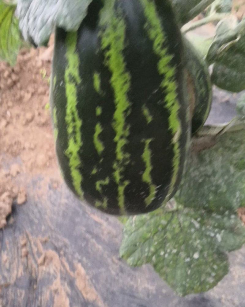 甜瓜