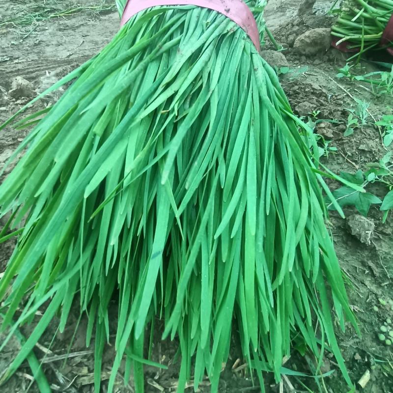 精品韭菜通货韭菜大量上市供应中