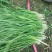 精品韭菜通货韭菜大量上市供应中