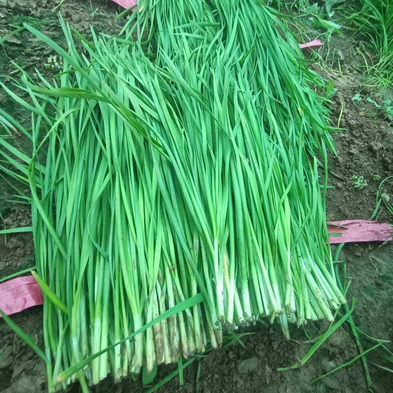 精品韭菜通货韭菜大量上市供应中